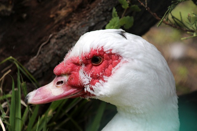 因伤缺席了 因伤缺席了